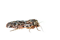 True lover&#39;s knot moth (Lycophotia porphyrea). De Kaaistoep Nature Reserve, Tilburg, The Netherlands. June. Controlled conditions.