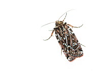 True lover&#39;s knot moth (Lycophotia porphyrea). De Kaaistoep Nature Reserve, Tilburg, The Netherlands. June. Controlled conditions.
