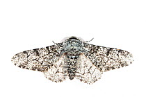 RF - Peppered moth (Biston betularia). De Kaaistoep Nature Reserve, Tilburg, The Netherlands. June. Controlled conditions. (This image may be licensed either as rights managed or royalty free.)