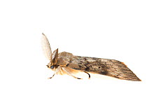Gypsy moth (Lymantria dispar). De Kaaistoep Nature Reserve, Tilburg, The Netherlands. June. Controlled conditions.