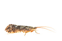 Speckled Peter caddisfly (Agrypnia varia). De Kaaistoep Nature Reserve, Tilburg, The Netherlands. June. Controlled conditions.