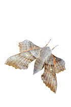 Poplar hawk-moth (Laothoe populi). De Kaaistoep Nature Reserve, Tilburg, The Netherlands. June. Controlled conditions.