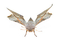 Poplar hawk-moth (Laothoe populi). De Kaaistoep Nature Reserve, Tilburg, The Netherlands. June. Controlled conditions.