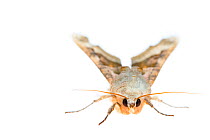 RF - Angle shades moth (Phlogophora meticulosa). De Kaaistoep Nature Reserve, Tilburg, The Netherlands. April. Controlled conditions. (This image may be licensed either as rights managed or royalty fr...
