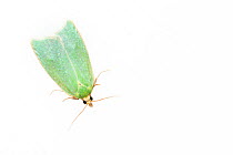 Green oak tortrix moth (Tortrix viridana). De Kaaistoep Nature Reserve, Tilburg, The Netherlands. April. Controlled conditions.