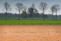 Field treated with glyphosate weedkiller to reset field in preparation for replanting, untreated field with trees in background. Veghel, North Brabant, The Netherlands, March 2019.