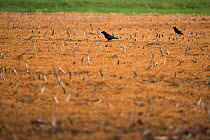 Carrion crow (Corvus corone), two walking amongst stubble treated with glyphosate weedkiller to reset field in preparation for replanting. Veghel, North Brabant, The Netherlands, March 2019.