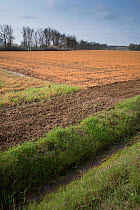 View across ditch to field treated with glyphosate weedkiller in preparation for replanting. Veghel, North Brabant, The Netherlands, March 2019.