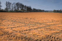 Field treated with glyphosate weedkiller to prepare field for replanting. Veghel, North Brabant, The Netherlands, March 2019.