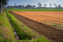 Field treated with glyphosate weedkiller, ditch running alongside. Veghel, North Brabant, The Netherlands, March 2019.