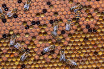 RF - Honeybee (Apis mellifera) colony on frame from beehive. Betuwe, The Netherlands, April. (This image may be licensed either as rights managed or royalty free.)