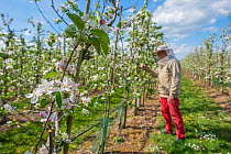 Blossoming fruit trees in commercial orchard, bee keeper in background removing swarming Honeybees. Betuwe, The Netherlands. April 2018.