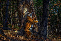 Siberian tiger (Panthera tigris altaica) female  territorial marking by rubbing cheek against ancient Manchurian fir tree, Land of the Leopard National Park, Far East Russia, November. Taken with remo...