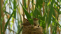 Reed warbler (Acrocephalus scirpaceus) building nest, Bedfordshire, UK, June.