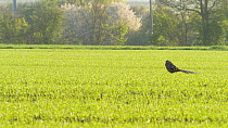 Reeves pheasant (Syrmaticus reevesii) displaying in cornfield Bedfordshire, UK, April.