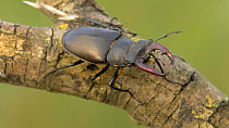 Male Stag beetle (Lunacus cervus) moving along branch, Bedfordshire, UK, July.