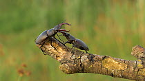 Pair of Male Stag beetle (Lunacus cervus) investigating each other on branch, Bedfordshire, UK, July.