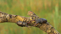 Pair of Male Stag beetle (Lunacus cervus) investigating each other on branch, Bedfordshire, UK, July.