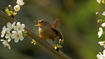 Wren (Troglodytes troglodytes) singing from cherry blossom, Bedfordshire, UK, April.