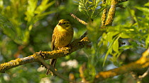 Yellowhammer (Emberiza citronella) perched on branch calling, Bedfordshire, UK, April.