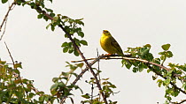 Yellowhammer (Emberiza citronella) singing from bramble patch, Bedfordshire, UK, April.