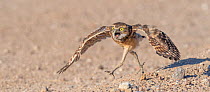 Burrowing owl (Athene cunicularia) young chick sprinting to meet parent arriving with food, Marana, Sonoran Desert, Arizona, USA.  Chick is approximately 3 weeks out of burrow.