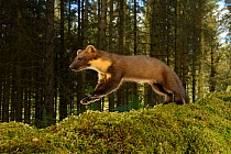 Pine marten (Martes martes) running over moss in coniferous forest. Loch Lomond and The Trossachs National Park, Scotland, UK. September. Camera trap image.