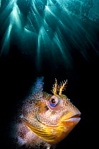 Double exposure of a Tompot blenny (Parablennius gattorugine) with underwater sun beams. Swanage, Dorset, England, United Kingdom.