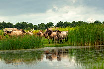 A herd of wild konik horses walking, with refection in water, Oostvaardersplassen Nature Reserve, Flevoland, Netherlands.