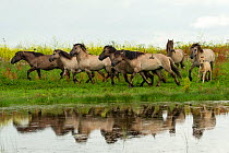 A herd of wild konik horses running, with refection in water, Oostvaardersplassen Nature Reserve, Flevoland, Netherlands.