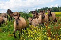 A herd of wild konik horses running, Oostvaardersplassen Nature Reserve, Flevoland, Netherlands.