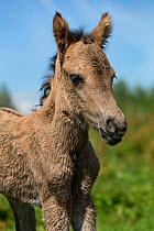 Portrait of a newborn wild konik horse foal, still wet, Oostvaardersplassen Nature Reserve, Flevoland, Netherlands.