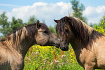 Two wild Konik horse stallions greeting one another, Oostvaardersplassen Nature Reserve, Flevoland, Netherlands.