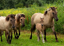 A band of wild konik horses walking with newborn foal, Oostvaardersplassen Nature Reserve, Flevoland, Netherlands.