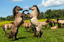 Two wild konik horse stallions fighting in front of herd, Oostvaardersplassen Nature Reserve, Flevoland, Netherlands.