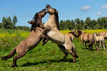 Two wild konik horse stallions fighting in front of herd, Oostvaardersplassen Nature Reserve, Flevoland, Netherlands.