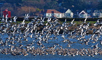 Black-tailed godwit (Limosa limosa) taking off from a high tide roost in a shallow lagoon on Brownsea Island, with Poole in the background, Poole Harbour, Dorset, UK, December.
