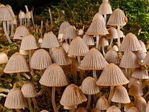 Fairies' bonnets / Fairy inkcap fungi (Coprinellus disseminatus) clump growing on a rotting tree trunk by a woodland stream, GWT Lower Woods, Gloucestershire, UK, September.