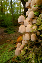 Fairies' bonnets / Fairy inkcap fungi (Coprinellus disseminatus) clump growing on a rotting tree trunk by a woodland stream, GWT Lower Woods, Gloucestershire, UK, September.