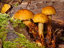 Flaming / Yellow scalycap (Pholiota flammans) clump growing from a rotting log, GWT Lower Woods reserve, Gloucestershire, UK, October.