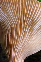 Trooping funnel / Monk&#39;s head mushroom (Clitocybe / Infundibulicybe geotropa) gills close up, LWT Lower Woods reserve, Gloucestershire, UK, October.