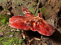 Beefsteak fungus (Fistulina hepatica) on rotten tree stump, GWT Lower Woods reserve, Gloucestershire, UK, September.