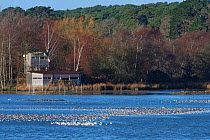 Wading birds, mostly Black-tailed godwits (Limosa limosa) and Avocets (Recurvirostra avosetta) roosting in a shallow lagoon at high tide overlooked by a bird hide, Brownsea Island, Poole Harbour, Dors...