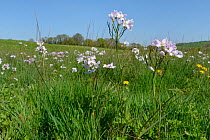 Cuckoo flower / Lady&#39;s smock (Cardamine pratensis) clump flowering on a marshy water meadow, Wiltshire, UK, April.