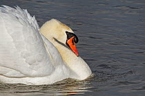 Territorial Mute swan (Cygnus olor) cob swimming with its wing feathers raised in an aggressive display on a marshland pool, Gloucestershire, UK, February.