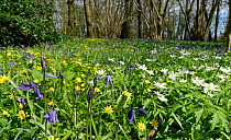 Bluebells (Hyacinthoides non-scripta), Lesser celandines (Ranunculus ficaria) and Wood anemones (Anemone nemorosa) flowering in profusion in woodland understory, Wiltshire, UK, April.