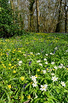 Wood anemones (Anemone nemorosa), Lesser celandines (Ranunculus ficaria) and Bluebells (Hyacinthoides non-scripta) flowering in profusion in woodland understory, Wiltshire, UK, April.