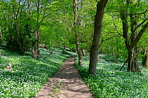 Footpath through woodland carpeted with Wild garlic / Ramsons (Allium ursinum), Wiltshire, UK, April 2020.