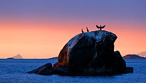 A group of European shags (Phalacrocorax aristotelis) resting on a rock. Coast of Troms, Northern Norway.