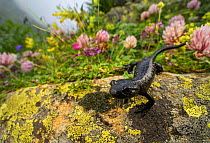 Lanza&#39;s salamander (Salamandra lanzai), endemic to Cottian Alps, Monviso massif, Italy.